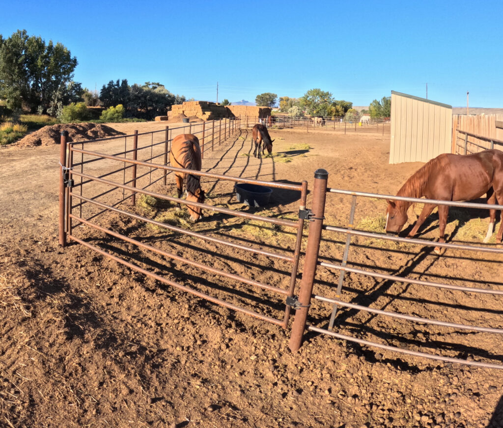 Group of horses eating hay in a group boarding pen at Armored Acres