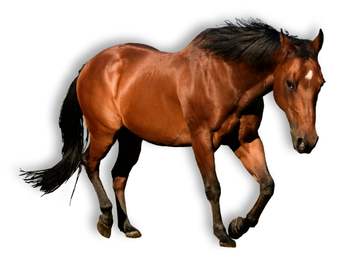 brown horse with white spot walking horse boarding in Powell Wyoming