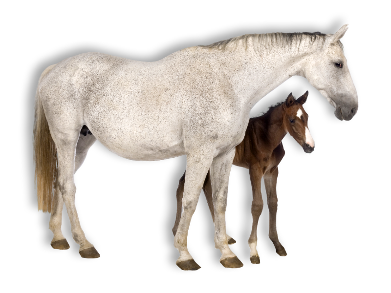 White mare with brown foal standing behind her