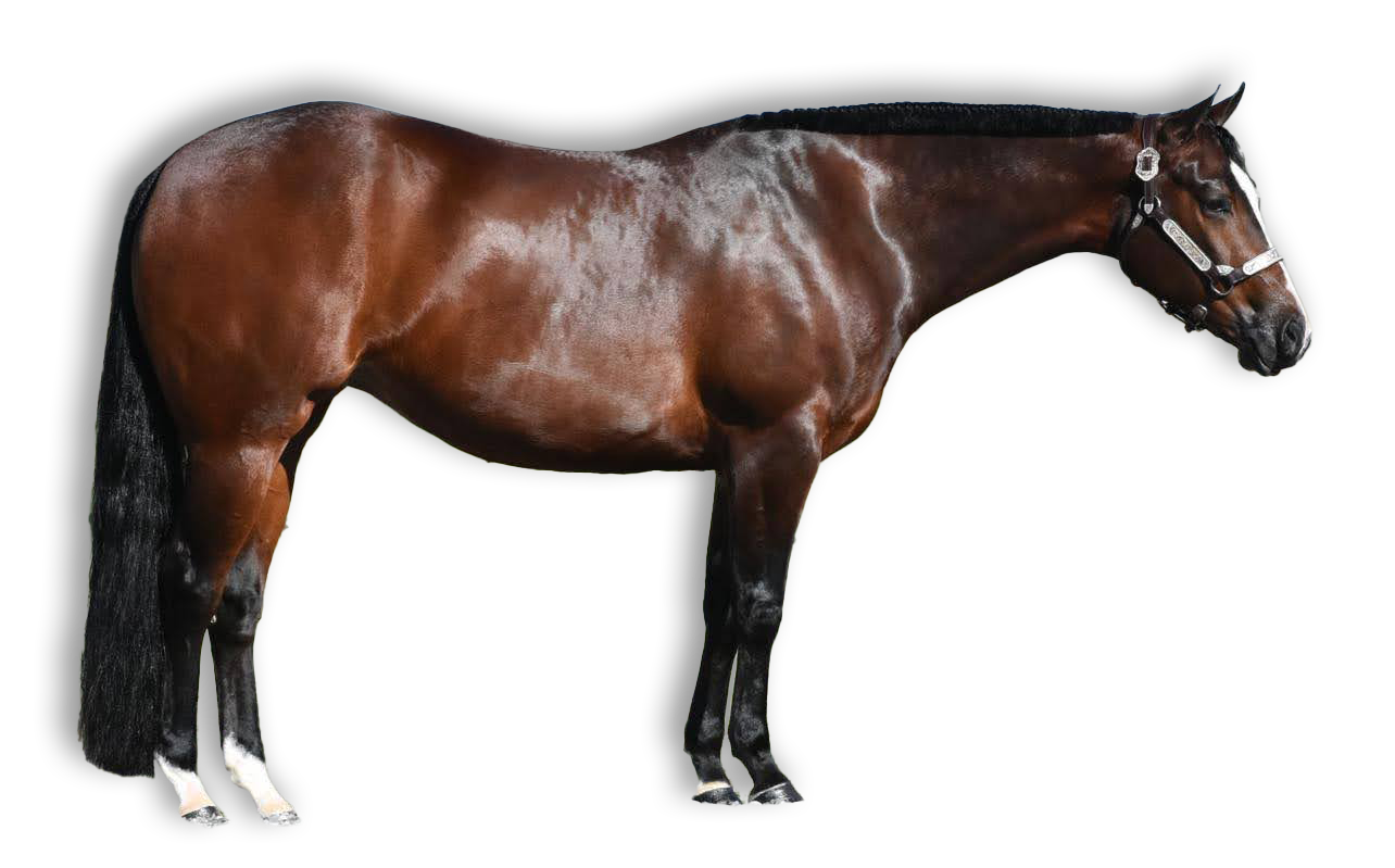 Broodmare named Stella at Armored Acres