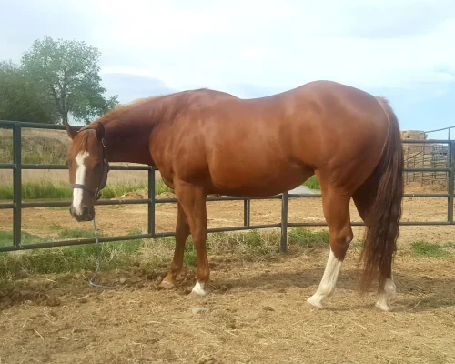 Only To Inspire, a broodmare quarter horse at Armored Acres in Powell WY