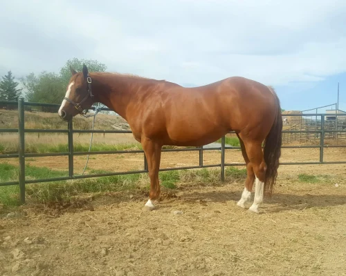 Only To Inspire, a broodmare quarter horse at Armored Acres in Powell WY