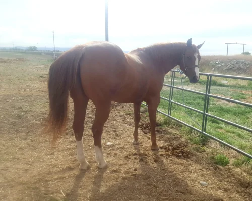 Only To Inspire, a broodmare quarter horse at Armored Acres in Powell WY