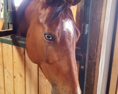 Boxo Heavens Zippo, a broodmare quarter horse at Armored Acres in Powell WY