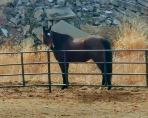 Boxo Heavens Zippo, a broodmare quarter horse at Armored Acres in Powell WY