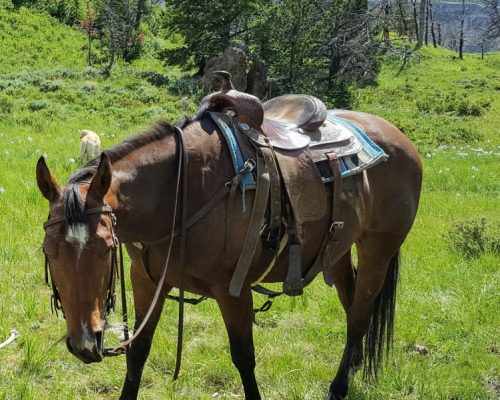 Boxo Heavens Zippo, a broodmare quarter horse at Armored Acres in Powell WY