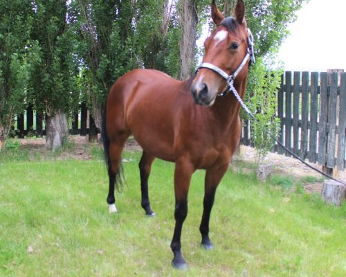 Boxo Heavens Zippo, a broodmare quarter horse at Armored Acres in Powell WY