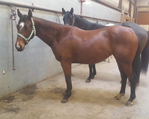 Boxo Heavens Zippo, a broodmare quarter horse at Armored Acres in Powell WY