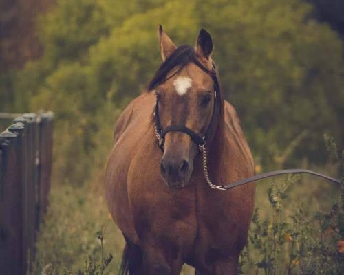 Stallion Premium Buck at Armored Acres