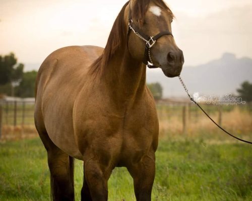 Stallion Premium Buck at Armored Acres