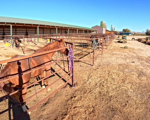 View of individual horse boarding pens at Armored Acres.