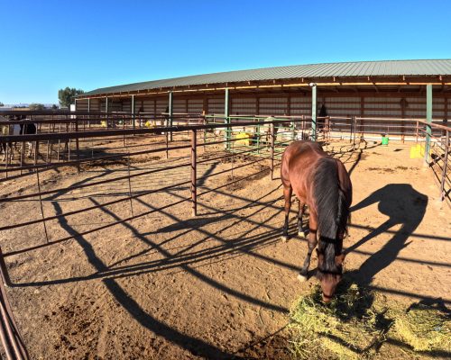 Horse eating hay in a individual boarding pen at Armored Acres