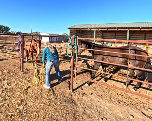 Candice feeding horses being boarded in individual pens at Armored Acres in Powell WY