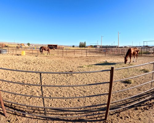 Horses feeding in group pens at Armored Acres in Powell Wyoming