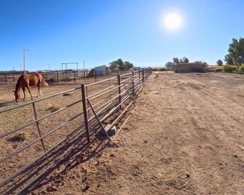 Horses feeding in group pens at Armored Acres