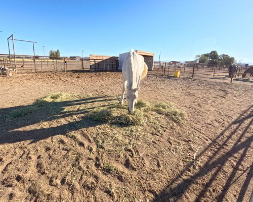 White horse eating hay in group boarding pen in Powell at Armored Acres