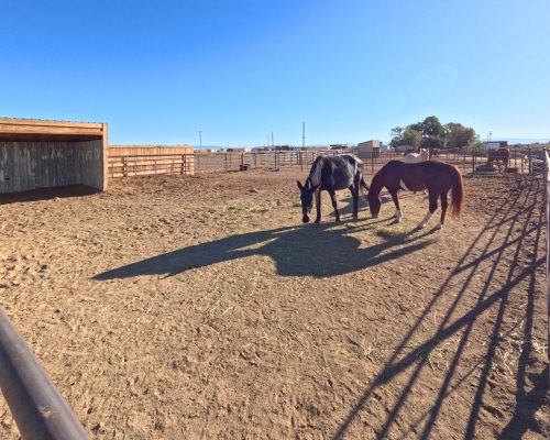 Group of horses eating hay in group boarding pen in Powell at Armored Acres