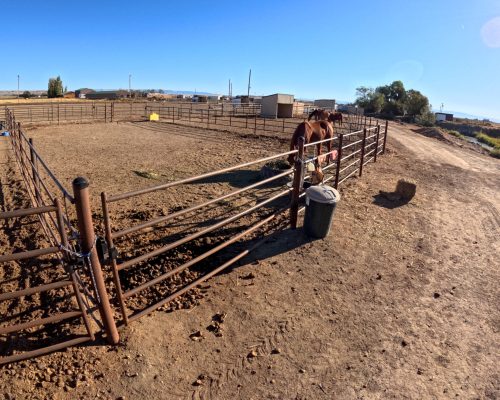 Group boarding pens at Armored Acres