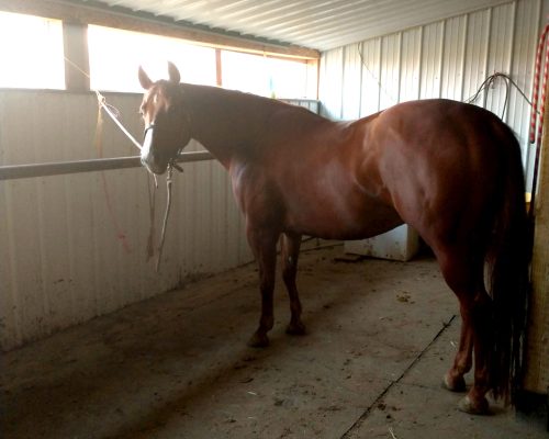 One Adorable Gal, a broodmare quarter horse at Armored Acres in Powell WY