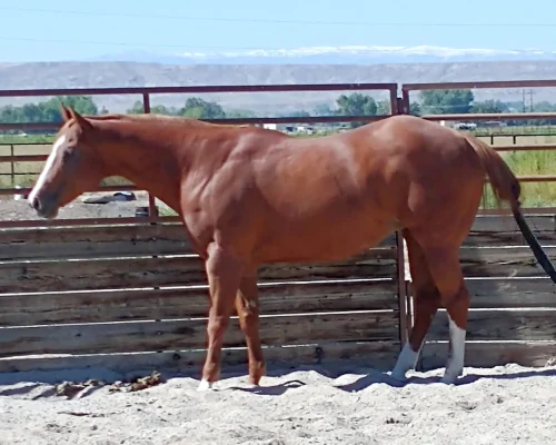 Only To Inspire, a broodmare quarter horse at Armored Acres in Powell WY