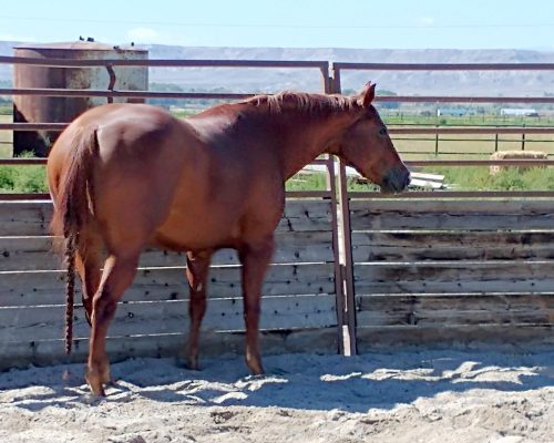 One Adorable Gal, a broodmare quarter horse at Armored Acres in Powell WY