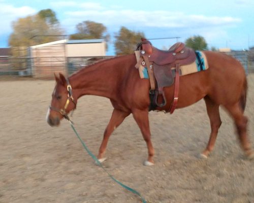 One Adorable Gal, a broodmare quarter horse at Armored Acres in Powell WY