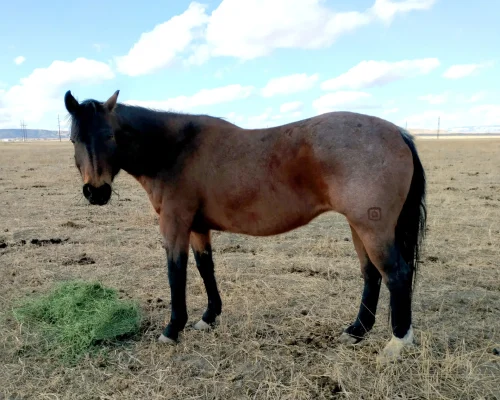 Snippin Blue Cowgirl, a broodmare at Armored Acres in Powell WY