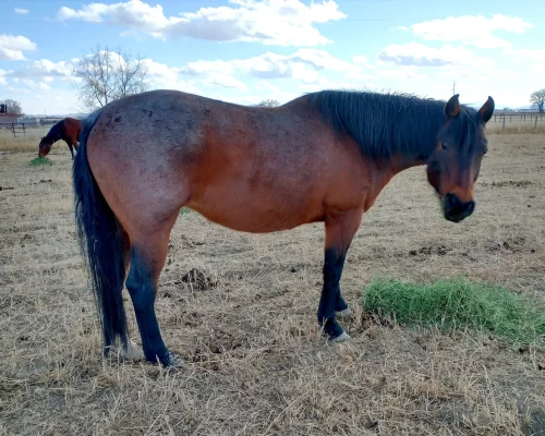 Snippin Blue Cowgirl, a broodmare at Armored Acres in Powell WY