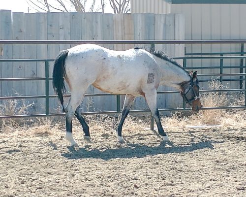 A horse being boarded in a group pen at Armored Acres