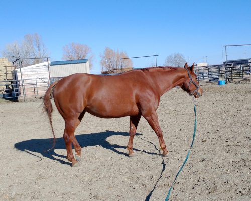 One Adorable Gal, a broodmare quarter horse at Armored Acres in Powell WY