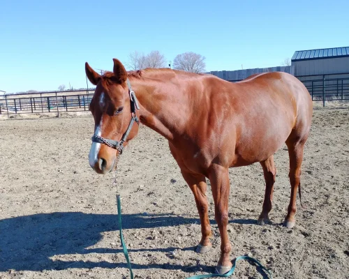 One Adorable Gal, a broodmare quarter horse at Armored Acres in Powell WY