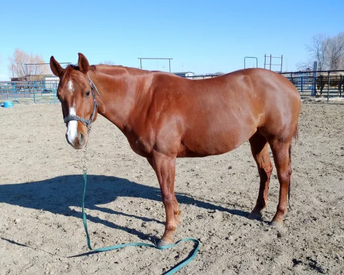 One Adorable Gal, a broodmare quarter horse at Armored Acres in Powell WY