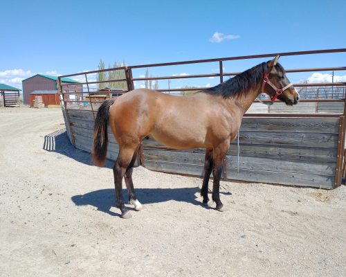 A horse being boarded at Armored acres in Powell