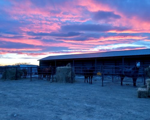 Beautiful sunrise over the individual boarding pens at Armored Acres