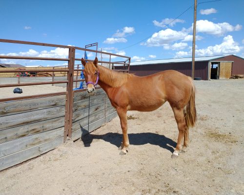 A young horse being boarded at Armored acres in Powell Wyoming