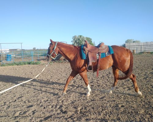 A quarter horse being trained at Armored Acres