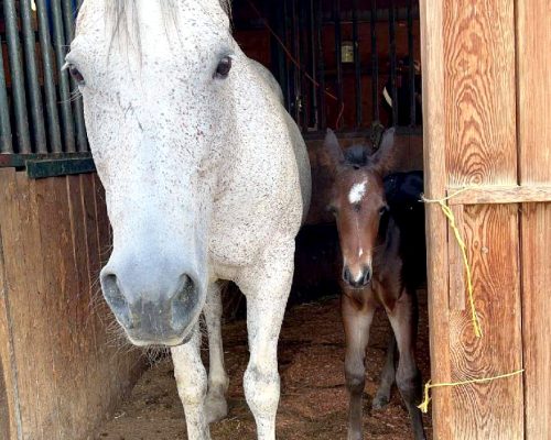 One Adorable Gal, a broodmare quarter horse at Armored Acres in Powell WY