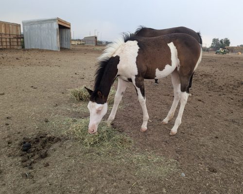 Maebe Heaven, a registered quarter horse foal for sale at at Armored Acres in Powell WY