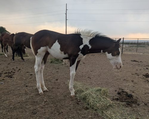 Maebe Heaven, a registered quarter horse foal for sale at at Armored Acres in Powell WY