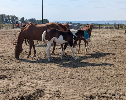 Maebe Heaven, a registered quarter horse foal for sale at at Armored Acres in Powell WY