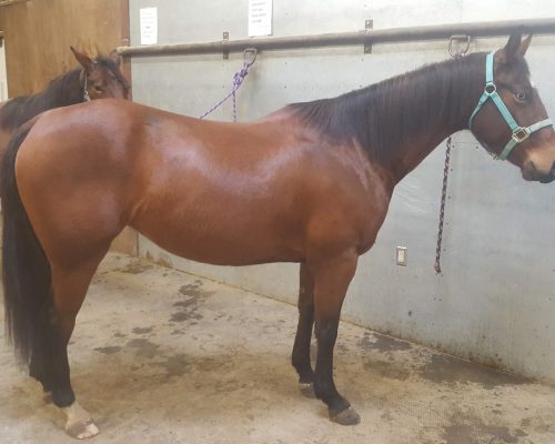 Boxo Heavens Zippo, a broodmare quarter horse at Armored Acres in Powell WY