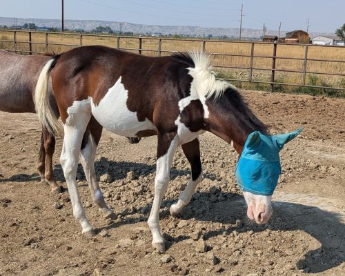 Maebe Heaven, a registered quarter horse foal for sale at at Armored Acres in Powell WY