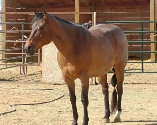 Snippin Blue Cowgirl, a broodmare at Armored Acres in Powell WY