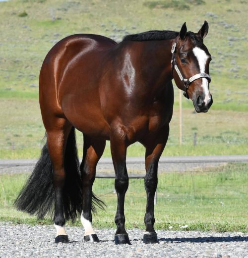 A broodmare quarter horse at Armored Acres in Powell WY